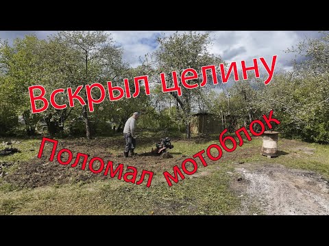 Видео: Поломал мотоблок вскрыв целину.