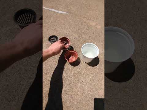 Видео: Гидропоника. Как убрать соль. Часть 1 #hydroponics #гидропоника