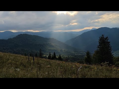 Видео: По білі гриби через зарослі, в Карпатах 