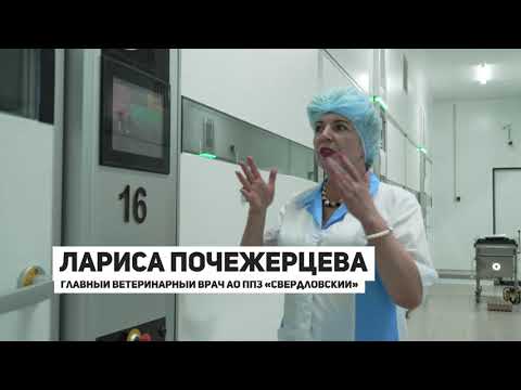 Видео: Фильм о ППЗ Свердловский 2021г. Производство суточных цыплят.