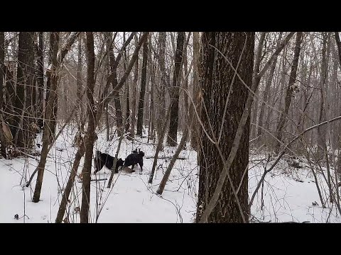 Видео: Охота на куницу с лайкой . Первый результат .