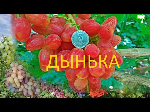 Видео: @ДЕГУСТАЦИЯ  Виноград ДЫНЬКА  Виноград 2021