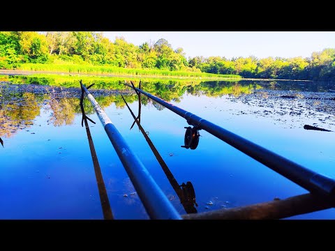 Видео: 🐟🐟КРУПНИЙ КАРАСЬ в СПЕКУ!!! 🎣  Рибалка на поплавок. Ловля карася на удочку. Рибалка на карася.