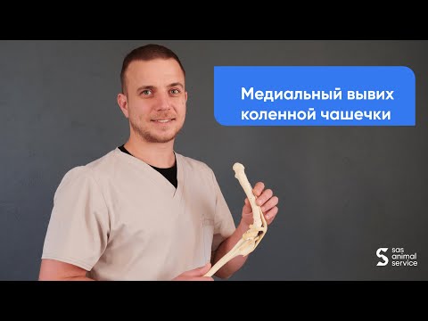 Видео: Что делать если собака или кошка хромает на лапу - Медиальный вывих коленной чашечки
