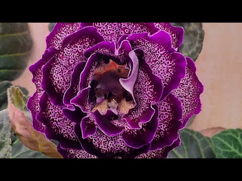 Видео: ГЛОКСИНИИ.Такие похожие,но очень разные.Зимнее цветение.