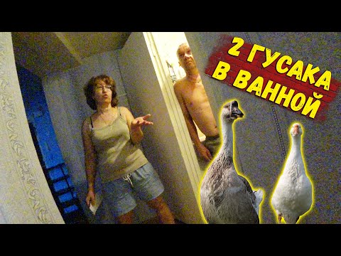 Видео: ДВА ГУСАКА В ВАННОЙ/ВСЁ САМИ КРОМЕ ....
