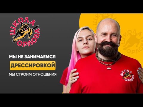 Видео: Школа Орлова: мы не дрессируем собак, мы работаем с поведением.