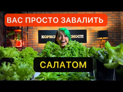 Видео: Як виростити салат на підвіконні. Від посіву до збору урожаю. Всі нюанси.