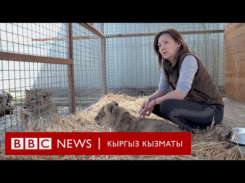 Видео: Африка арстандары Кыргызстанга адашып келбейт ... BBC Kyrgyz