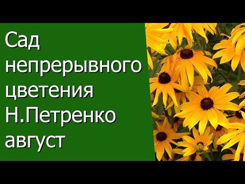 Видео: Сад непрерывного цветения Наталии Петренко, август .