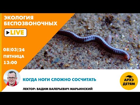 Видео: Занятие "Когда ноги сложно сосчитать" рубрики "Неурочные беспозвоночные" с Вадимом Марьинским