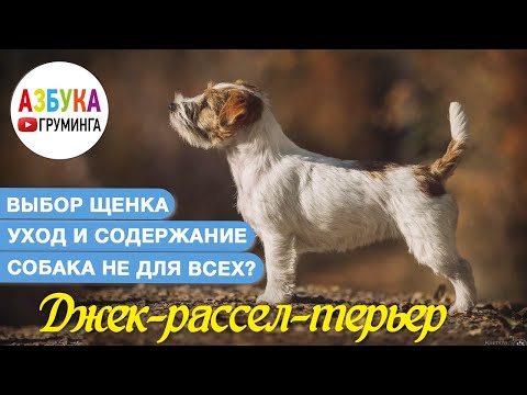 Видео: Джек-Рассел терьер. Груминг и типы шерсти