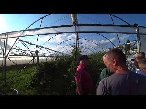 Видео: Ягодники (агрус, смородина) и яблоня 12.06.2018 Польша 2 ч
