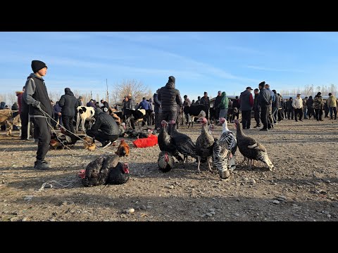 Видео: Мал базар Талас Покровка 14-ноябрь 2025