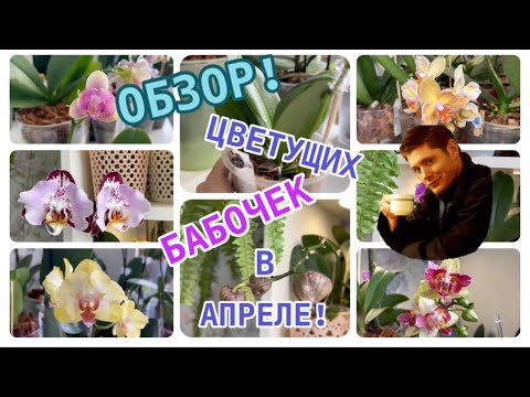Видео: Мои ЦВЕТУЩИЕ подоконники в АПРЕЛЕ 🌺Орхидеи #бабочки в моей коллекции😉Ты кто, покажи личико?🫣 #fyp