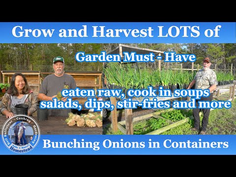 Видео: Как выращивать и собирать лук-батун в контейнерах
