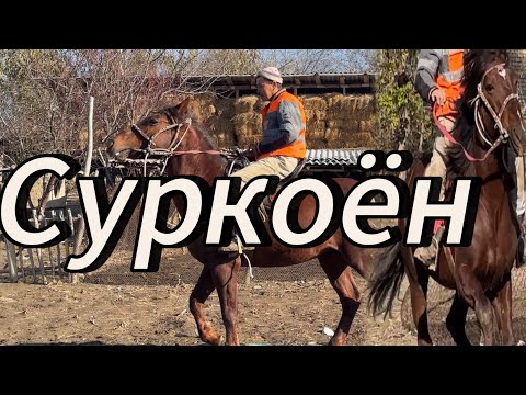 Видео: Суркоён Ноокенде