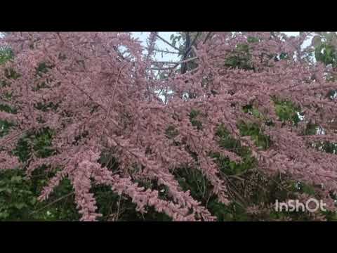 Видео: Секунду назад ( кавер)