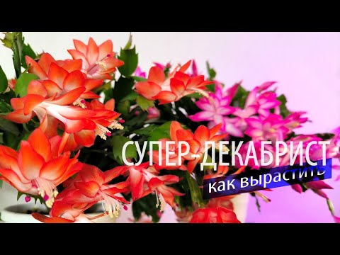 Видео: Как вырастить СУПЕР-ДЕКАБРИСТ