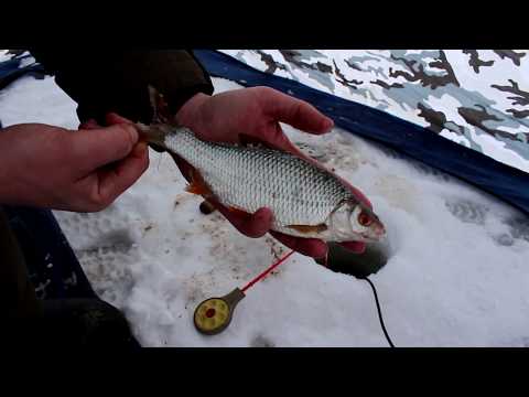 Видео: Ловля плотвы зимой.