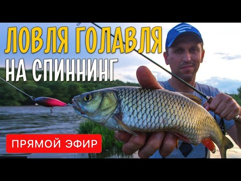 Видео: Ловля голавля на спиннинг. Где, когда и как рыбачить? Прямой эфир.