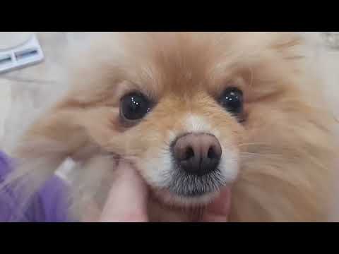 Видео: Щенкам померанского шпица 1 неделя