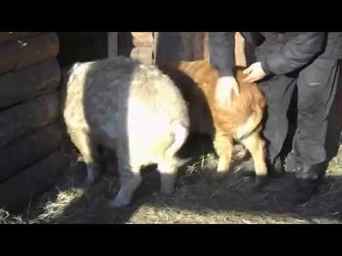 Видео: венгерская мангалица зимовка