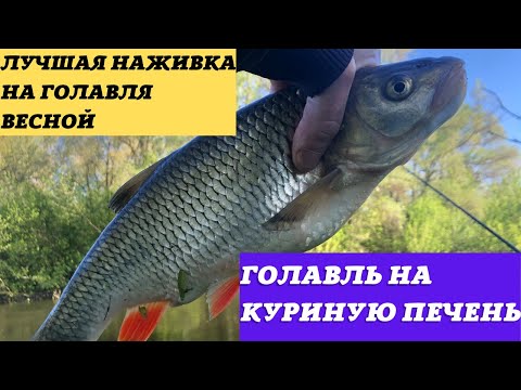 Видео: Ловля ГОЛАВЛЯ ВЕСНОЙ на КУРИНУЮ ПЕЧЕНЬ Голавль на донку.