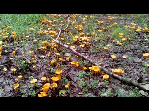 Видео: Грибник зашел в ЕЛИ и стал ЗАИКАТЬСЯ! Гриб на грибе, РУКИ устали РЕЗАТЬ! Грибы Лес Сказочная Карелия