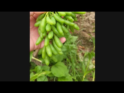 Видео: УЗУМ НАВИ ХАКИДА 🍇🍇🍇🍇