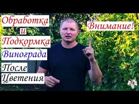 Видео: Не пропустите эту обработку! Обработка виноград после цветения