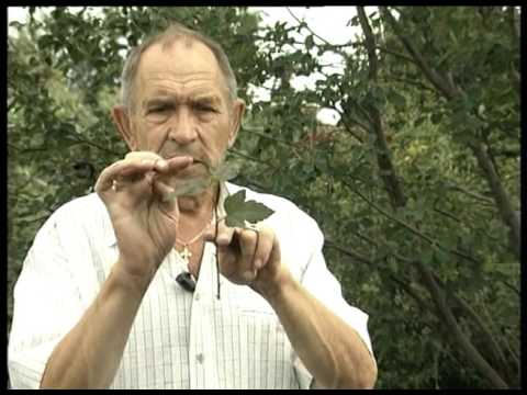 Видео: Черенкование пузыреплодника