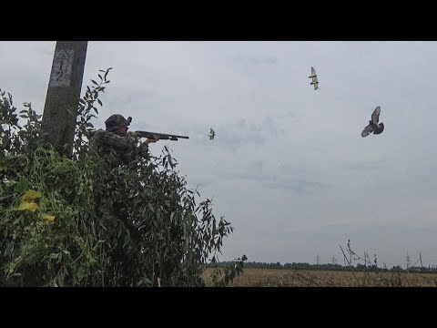 Видео: ОТКРЫТИЕ ОХОТЫ НА ГОЛУБЯ! Вяхири садились на голову