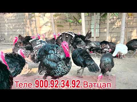 Видео: Ин навор имена барои мухлисо. Теле. 900.92.34.92