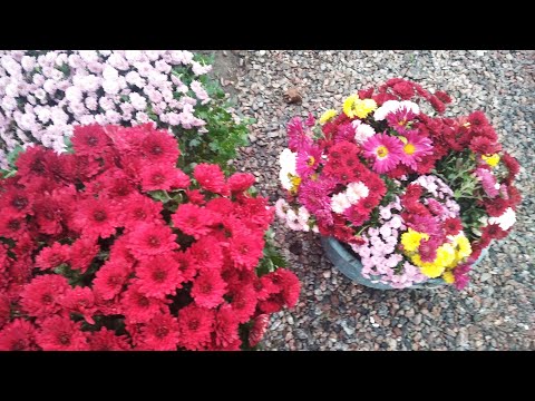 Видео: Хризантемы-,зелень,букетики..Завтра-четверг,базарный день,собираюсь.