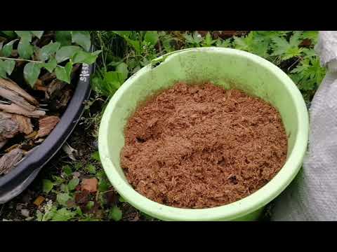 Видео: Голубика садовая. Сахалин