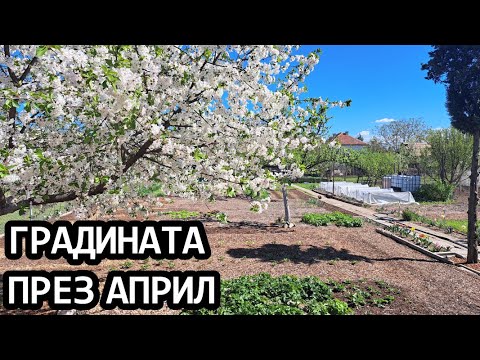 Видео: Градината ми без копане в началото на Април - My permaculture garden in April