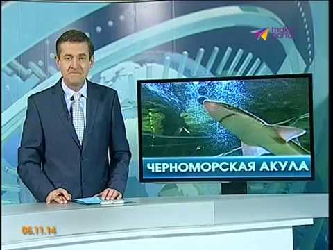 Видео: В Черном море живут  колючие акулы