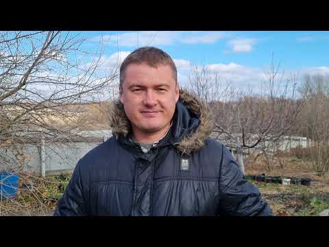 Видео: Обрезка шелковицы!