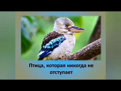 Видео: Интересный факт: "Птица, которая никогда не отступает"