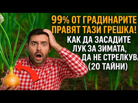 Видео: 99% от градинарите правят тази грешка! Как да засадите лук за зимата, за да НЕ СТРЕЛКУВА (20 тайни)