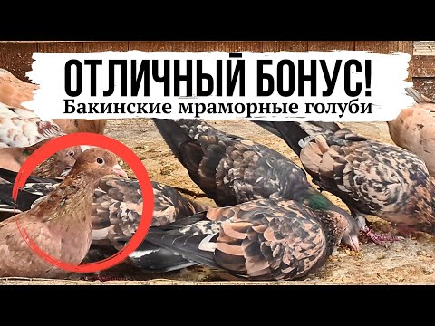 Видео: Рыжие-желтомрамраморные бакинские голуби | St (Stipper) / Almond baku high-flying pigeons