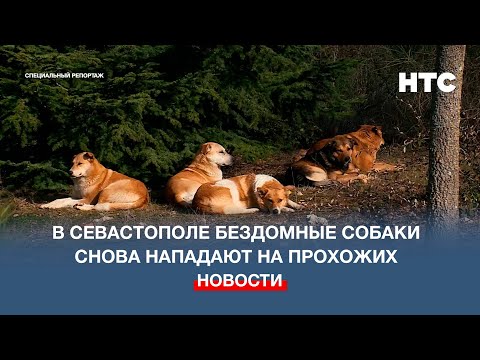Видео: В Севастополе бездомные собаки снова нападают на прохожих