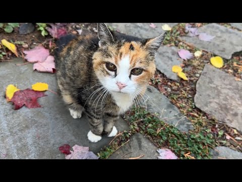 Видео: 🔉Мисс Маффи не заходит в дом 😲 Кошка-ветеран знает, чего хочет