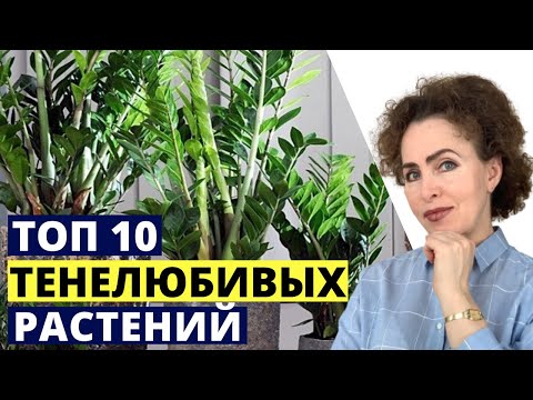 Видео: Тенелюбивые Комнатные ЦВЕТЫ