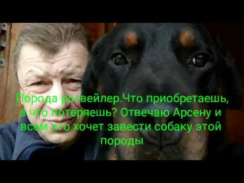 Видео: ПОРОДА РОТВЕЙЛЕР.Что приобретаешь,а что потеряешь выбрав эту породу собак.