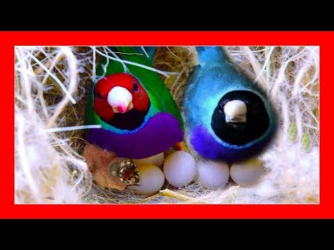 Видео: Как выращивать золотые бриллианты 😱 Gould Алмазные уловки