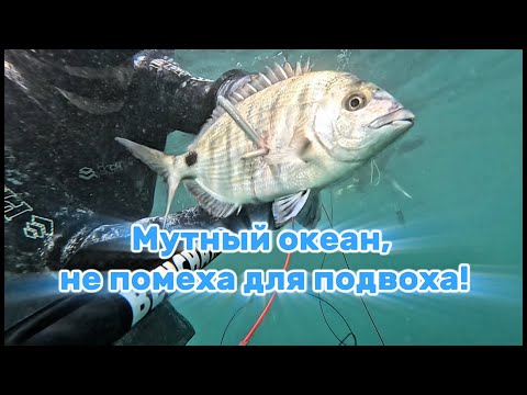 Видео: Подводная охота в Португалии! Мутный океан.