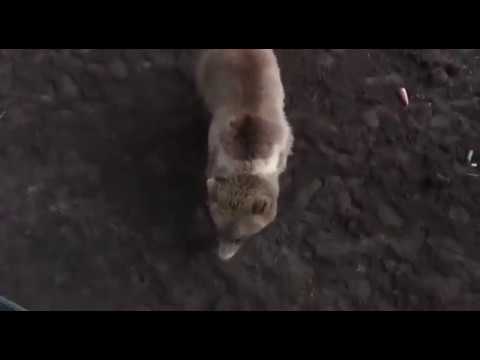 Видео: Человеческая радость медведя от выхода в новый вольер