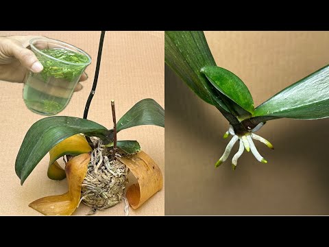 Видео: Всего одна чашка мгновенно оживит все гнилые орхидеи. Этот простой способ
